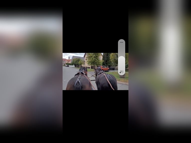 Sang-chaud lourd Jument 8 Ans 155 cm Noir in Euerdorf