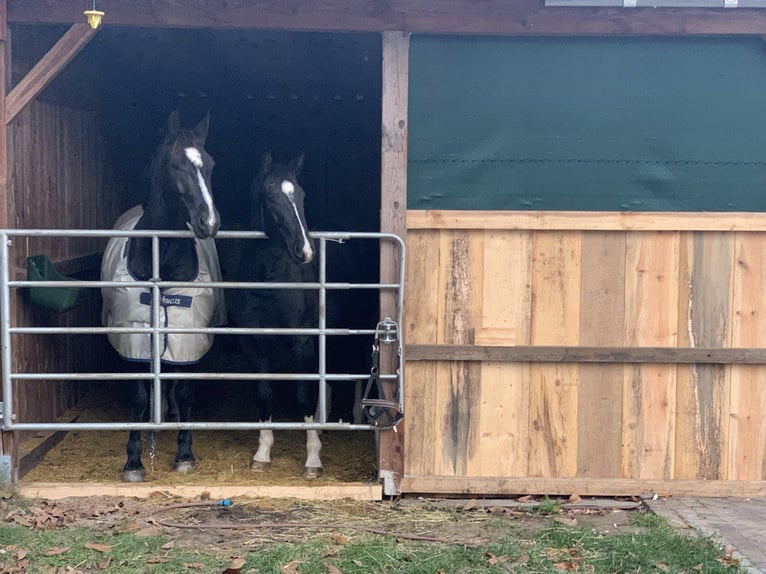 Sang-chaud lourd Jument 8 Ans 162 cm Noir in Langwedel