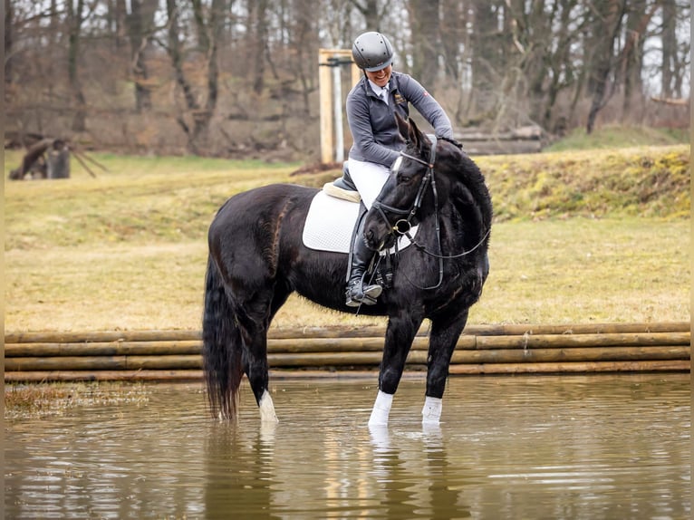 Sang-chaud lourd Jument 8 Ans 162 cm Noir in Markkleeberg