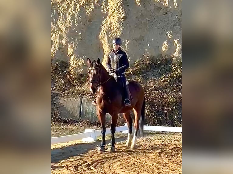 Sang-chaud lourd Jument 8 Ans 167 cm  in Arnstein