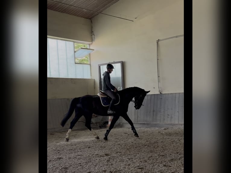 Sang-chaud lourd Jument 8 Ans 168 cm Bai brun in Wallersdorf Sang-chaud lourd Jument 8 Ans 168 cm Bai brun in Wallersdorf