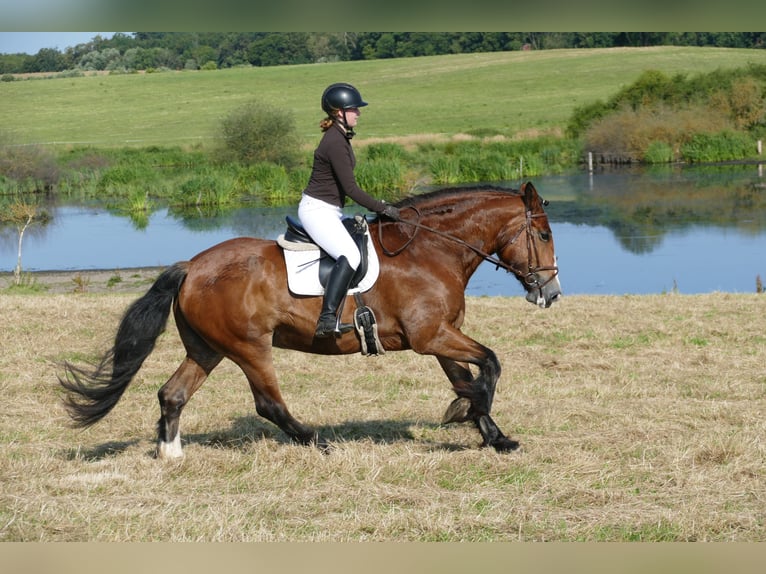 Sang-chaud lourd Jument 8 Ans 169 cm Bai in Ganschow