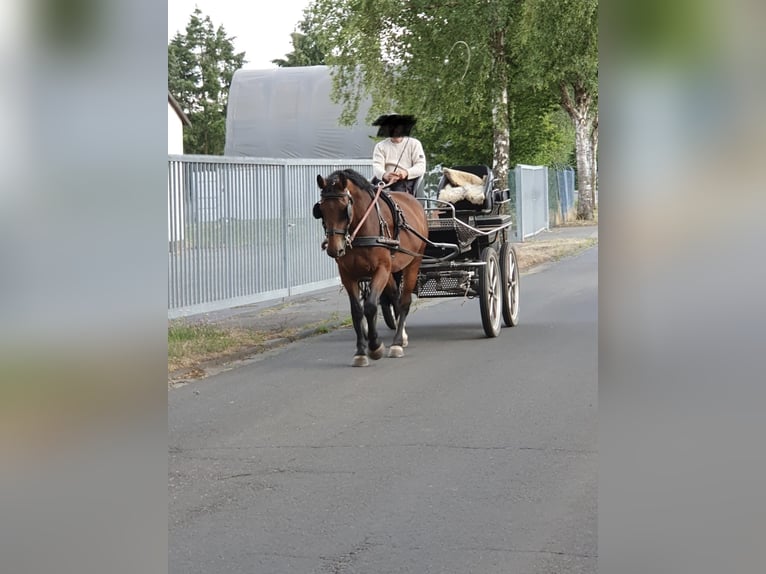 Sang-chaud lourd Jument 8 Ans  in Gemünden (Wohra)