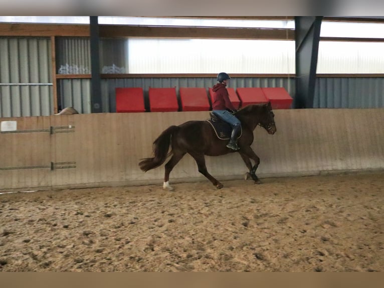 Sang-chaud lourd Jument 9 Ans 155 cm Alezan in Marienberg