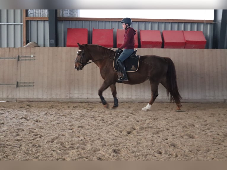 Sang-chaud lourd Jument 9 Ans 155 cm Alezan in Marienberg