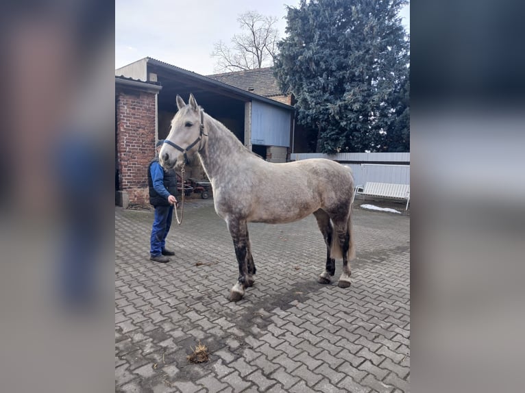Sang-chaud lourd Jument 9 Ans 165 cm Rouan bleu in Oranienbaum