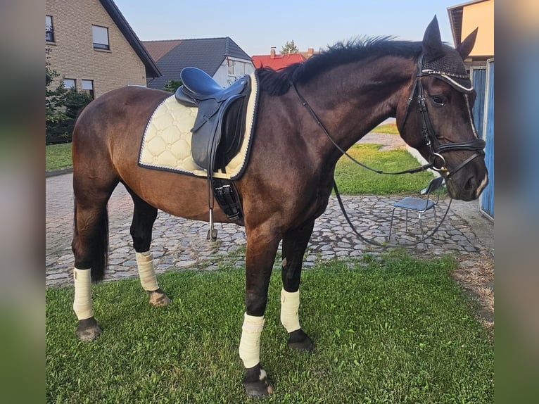 Sang-chaud lourd Jument 9 Ans 167 cm Noir in Gnadau