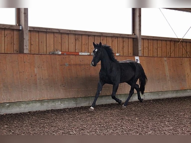 Sang-chaud lourd Jument 9 Ans 167 cm Noir in Gnadau