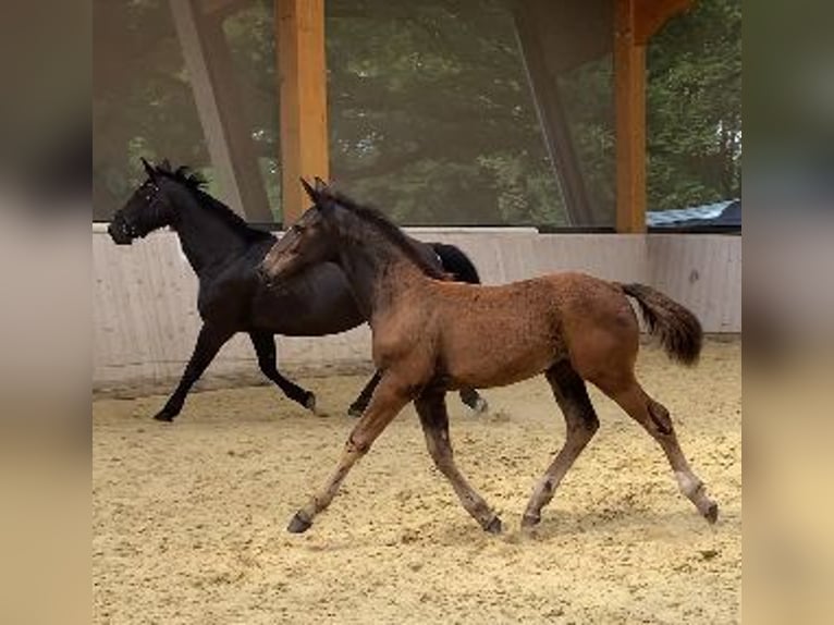 Sang-chaud lourd Jument Poulain (04/2024) 165 cm Noir in Ascheberg