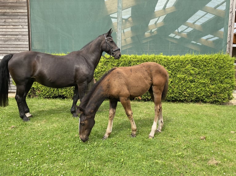 Sang-chaud lourd Jument Poulain (04/2024) 165 cm Noir in Ascheberg