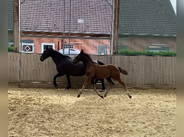 Sang-chaud lourd Jument Poulain (04/2024) 165 cm Noir in Ascheberg