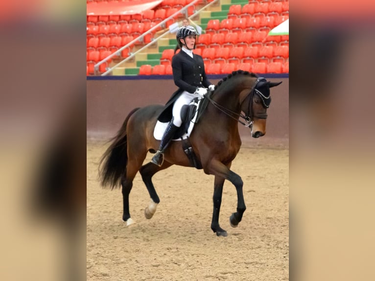 Sang-chaud Mecklembourg Étalon 10 Ans 169 cm Bai in Ganschow