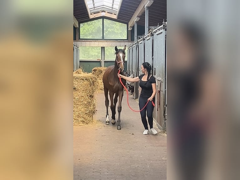 Sang-chaud Mecklembourg Étalon 1 Année 167 cm Bai in Papenhagen