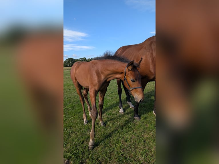 Sang-chaud Mecklembourg Étalon 1 Année 168 cm Bai in Picher