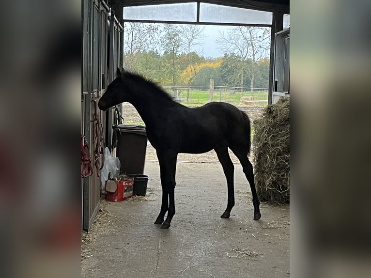 Sang-chaud Mecklembourg Étalon 1 Année 168 cm in Papenhagen