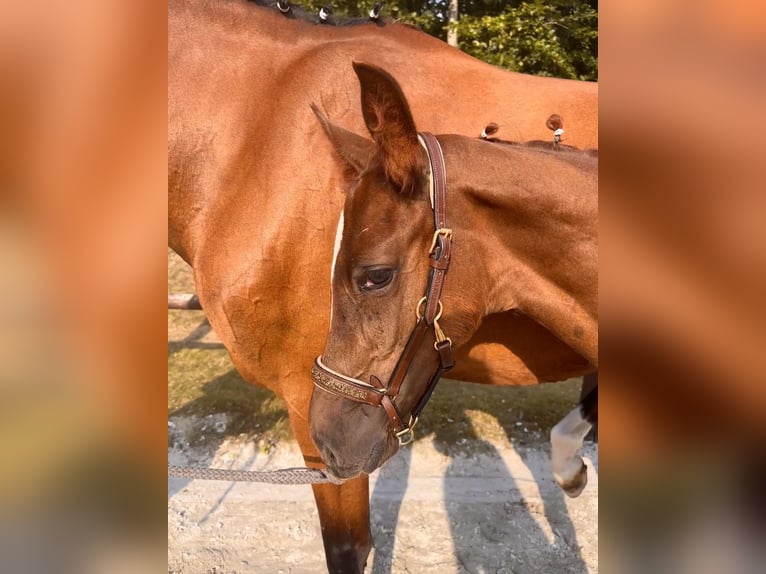 Sang-chaud Mecklembourg Étalon 1 Année Alezan in Grimmen