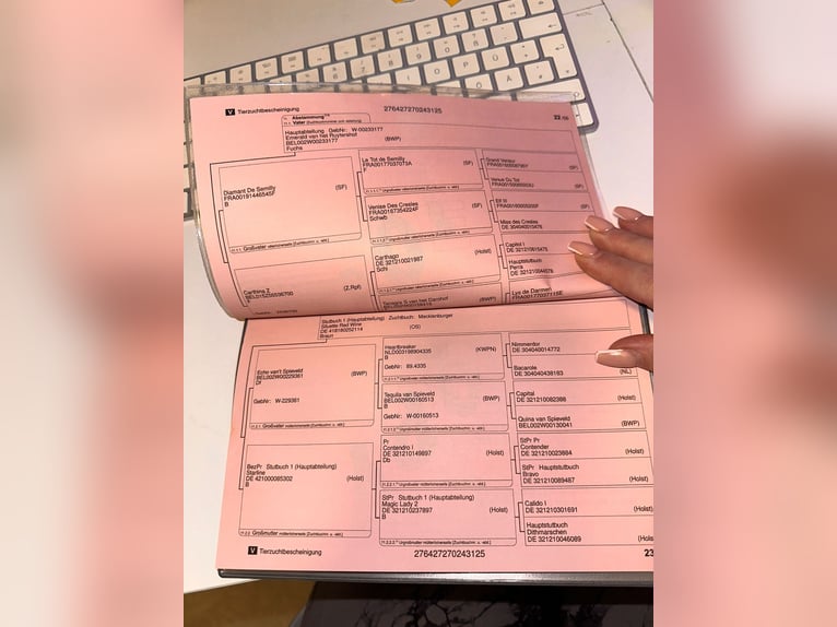 Sang-chaud Mecklembourg Étalon 1 Année Alezan in Grimmen