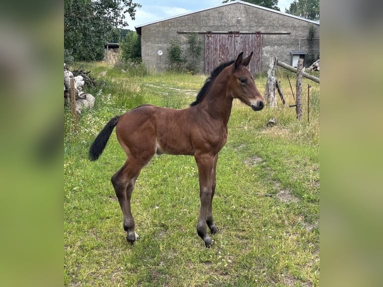 Sang-chaud Mecklembourg Étalon 1 Année Bai brun in Anklam