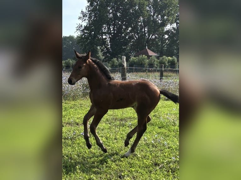 Sang-chaud Mecklembourg Étalon 1 Année Bai brun in Anklam