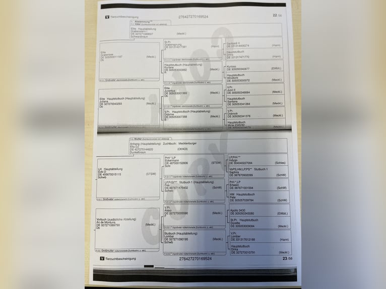 Sang-chaud Mecklembourg Étalon 1 Année Bai brun foncé in Samtens, OT Berglase