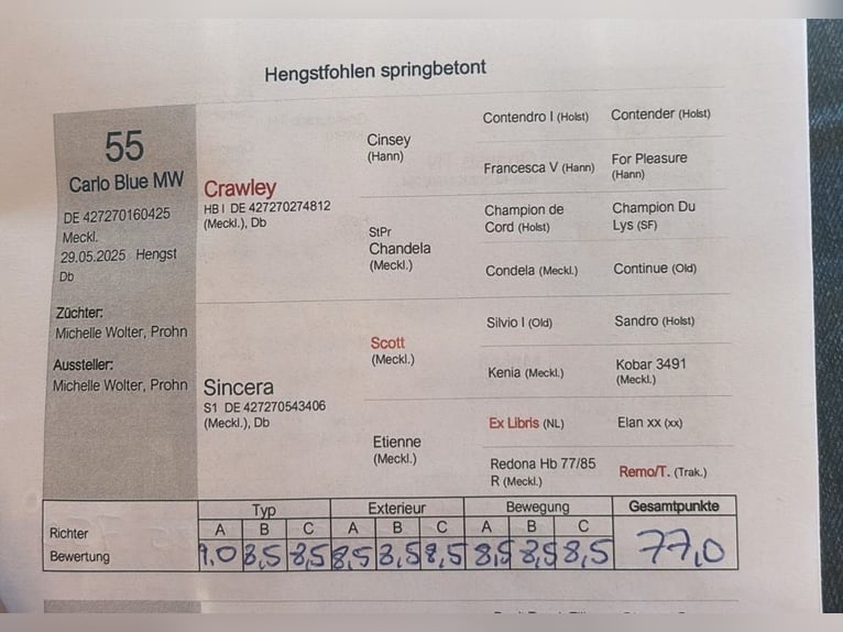 Sang-chaud Mecklembourg Étalon 1 Année Bai in Zarnewanz Süderholz