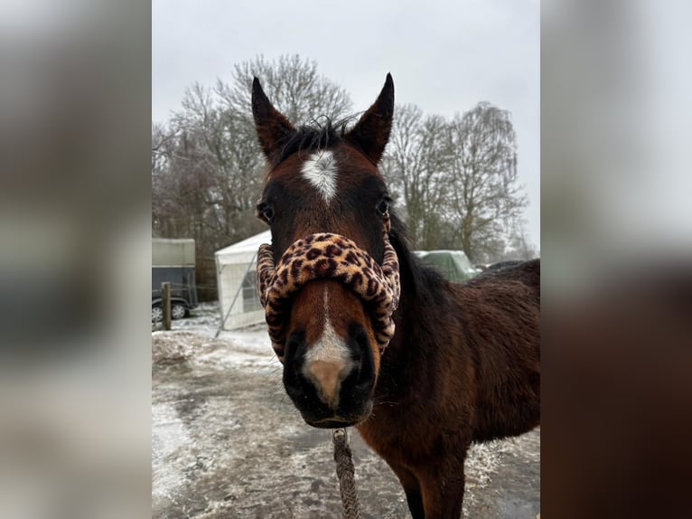 Sang-chaud Mecklembourg Étalon 1 Année Bai in Zarnewanz Süderholz