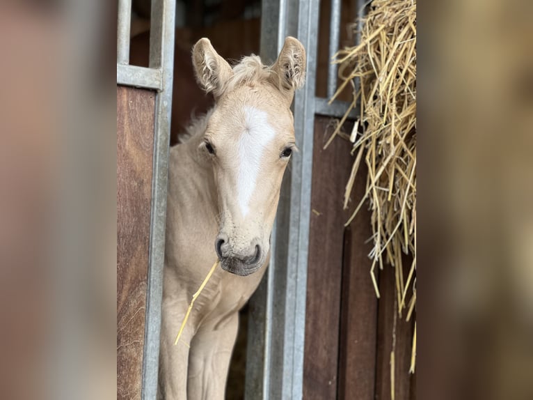 Sang-chaud Mecklembourg Étalon 1 Année Palomino in Neumünster