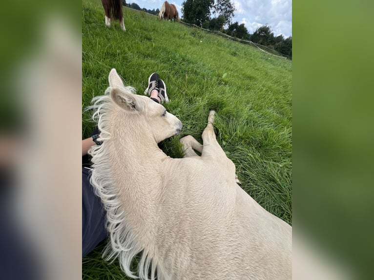 Sang-chaud Mecklembourg Étalon 1 Année Palomino in Neumünster