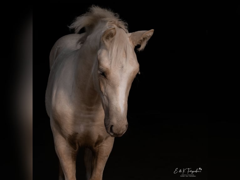 Sang-chaud Mecklembourg Étalon 1 Année Palomino in Neumünster