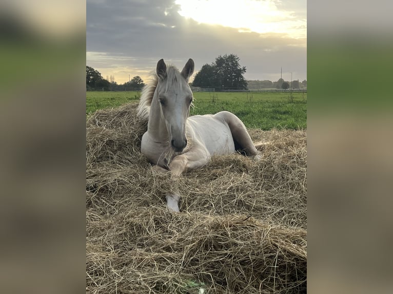 Sang-chaud Mecklembourg Étalon 1 Année Palomino in Neumünster