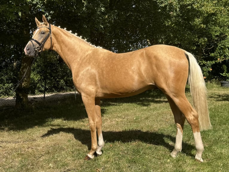 Sang-chaud Mecklembourg Étalon 2 Ans 167 cm Palomino in Weitenhagen