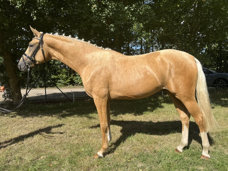 Sang-chaud Mecklembourg Étalon 2 Ans 167 cm Palomino in Weitenhagen