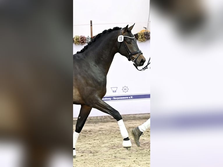Sang-chaud Mecklembourg Étalon 2 Ans 170 cm Bai brun foncé in P&#xF6;lchow
