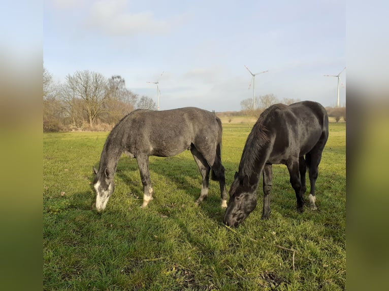 Sang-chaud Mecklembourg Étalon 2 Ans Gris in Völschow