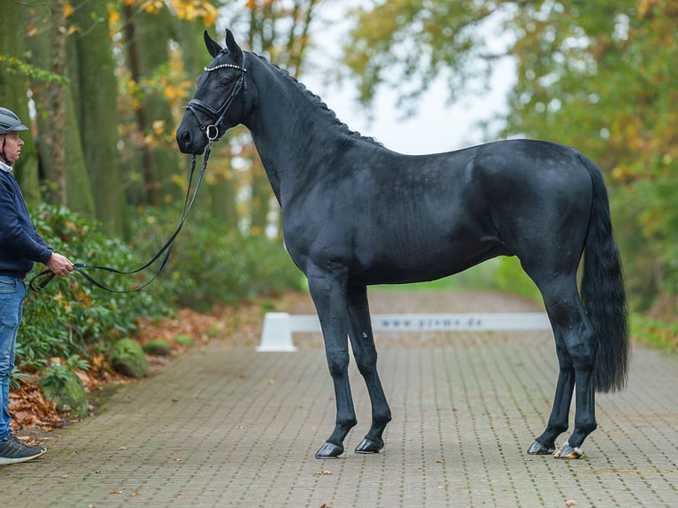 Sang-chaud Mecklembourg Étalon 2 Ans Noir in Rostock