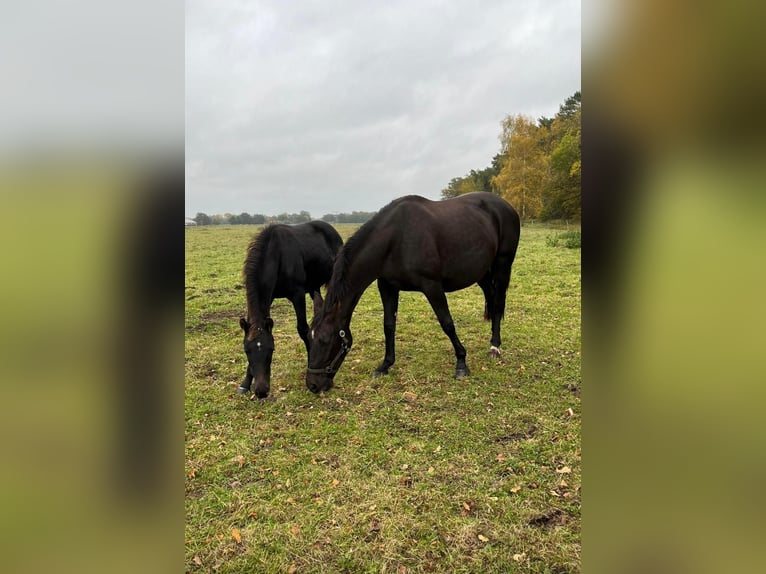 Sang-chaud Mecklembourg Étalon 2 Ans Noir in Neu Krenzlin