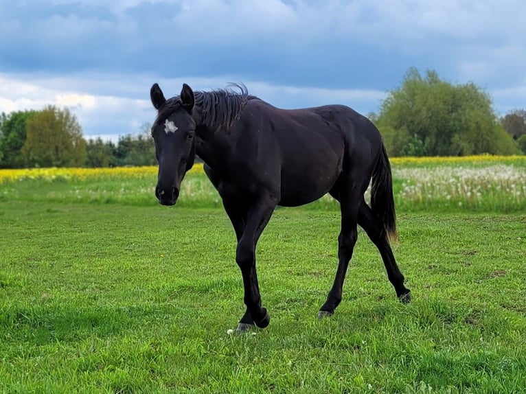Sang-chaud Mecklembourg Étalon 2 Ans Noir in Malchin