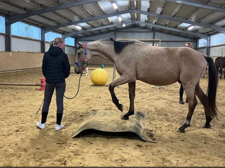 Sang-chaud Mecklembourg Étalon 3 Ans 167 cm Buckskin in Reinshagen