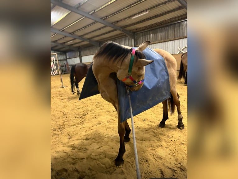 Sang-chaud Mecklembourg Étalon 4 Ans 167 cm Buckskin in Reinshagen