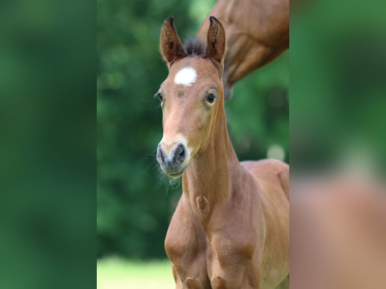 Sang-chaud Mecklembourg Étalon Poulain (04/2024) 165 cm Bai in Klütz