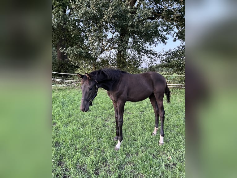Sang-chaud Mecklembourg Étalon Poulain (04/2026) 175 cm Bai brun in Nordhorn