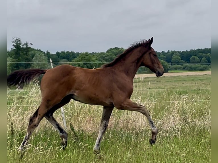 Sang-chaud Mecklembourg Étalon Poulain (04/2025) Bai brun in Rosenow