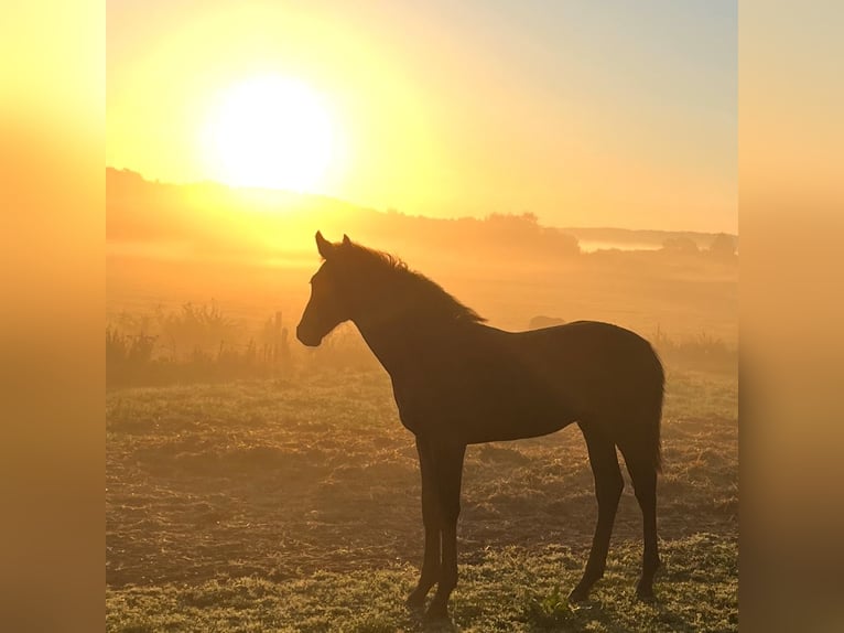 Sang-chaud Mecklembourg Étalon Poulain (04/2025) Bai brun in Rosenow