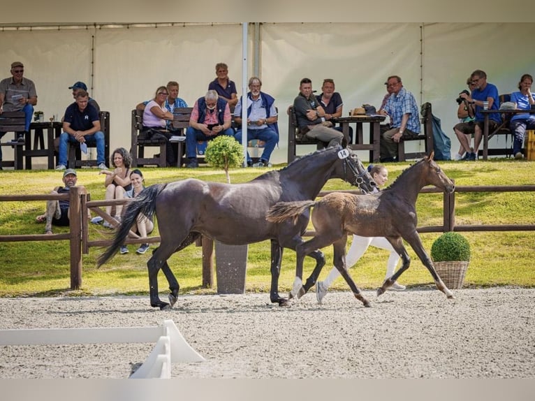 Sang-chaud Mecklembourg Étalon Poulain (04/2026) Bai in Spornitz