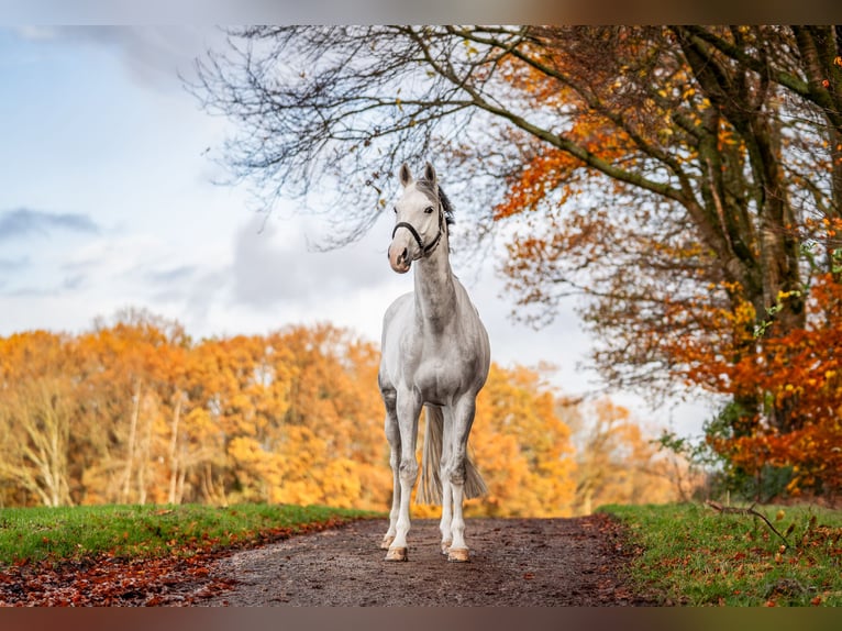Sang-chaud Mecklembourg Hongre 10 Ans 170 cm Gris in Nettetal