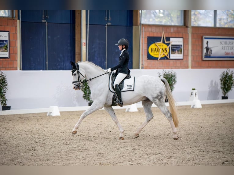 Sang-chaud Mecklembourg Hongre 10 Ans 172 cm Gris in Nettetal