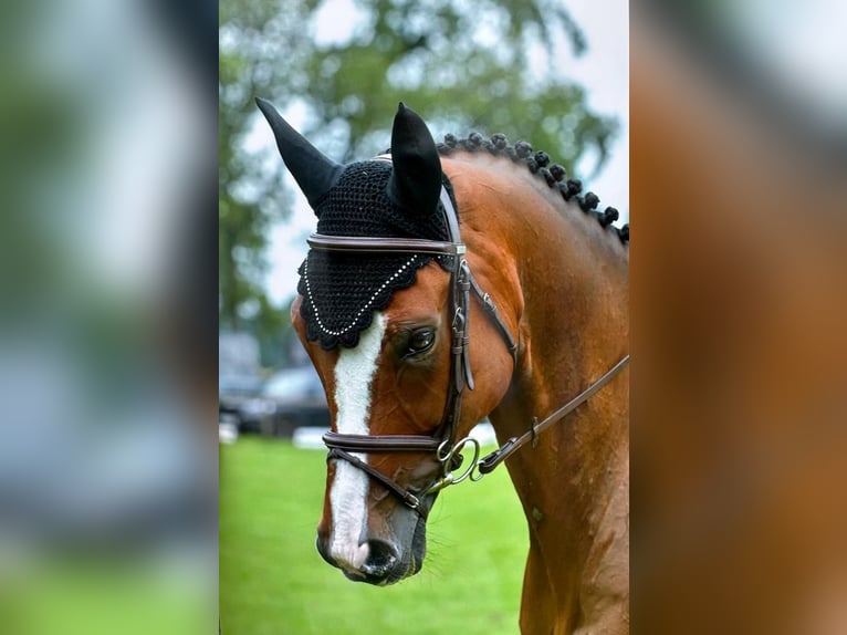 Sang-chaud Mecklembourg Hongre 11 Ans 172 cm Bai in Redefin