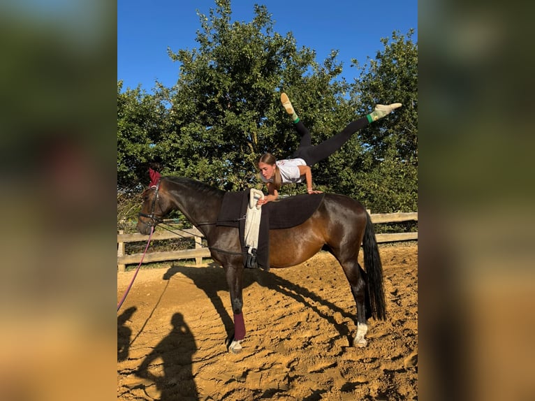 Sang-chaud Mecklembourg Hongre 12 Ans 170 cm Bai brun in Bismark (Altmark)