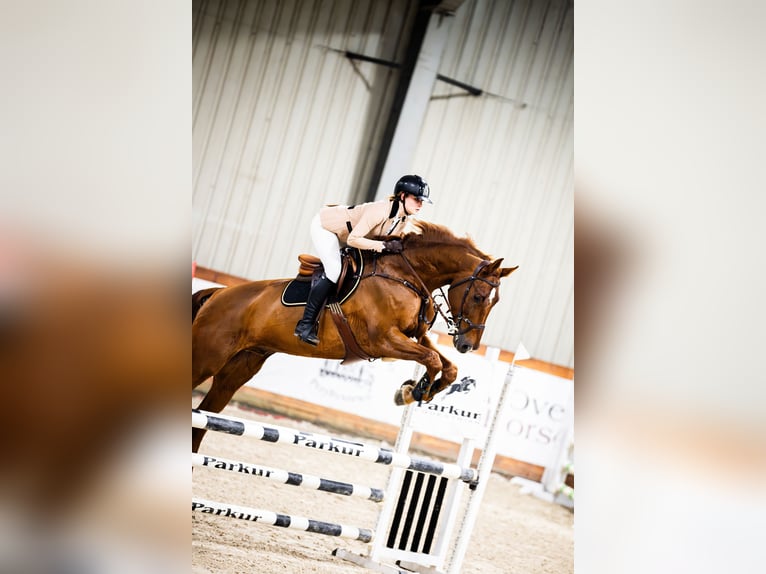 Sang-chaud Mecklembourg Hongre 12 Ans 175 cm Alezan brûlé in Bielsko-Biała