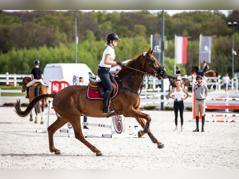 Sang-chaud Mecklembourg Hongre 12 Ans 175 cm Alezan brûlé in Bielsko-Biała